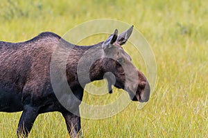 Female Moose Grazing in Grass