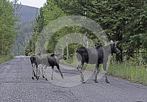 A female Moose and her twin babies walk down a paved road in the Grand Tetons.