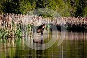 A Female Moose in a Lake