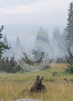 Female Moose Laying in Tall Grass