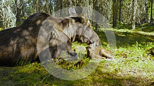 Female moose lick all over her calf