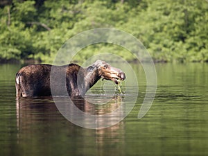 Female moose mammal A