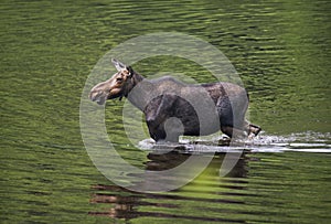 Female moose mammal C photo