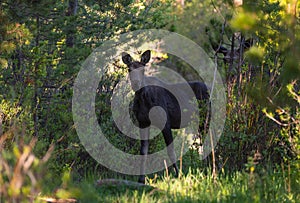 A Female Moose Roaming in the Wetlands in Spring