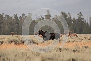 Female Moose Runs Across Open Meadow