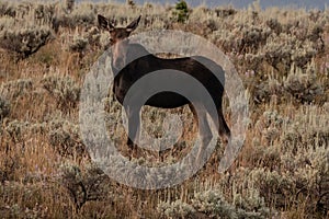 Female Moose in Sagebrush at Dawn