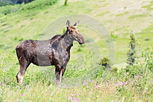 Female moose standing erect in a meadow in the Canadian Rockies