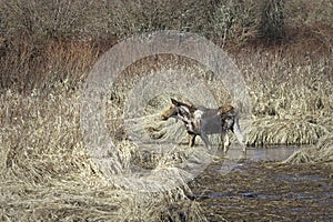 Female moose standing in a small body of water