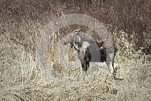 Female moose stands in grassy area