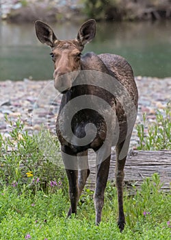 Female Moose Stands in Green Brush