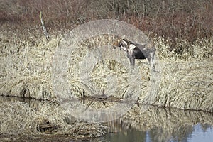 Female moose stands by a stream