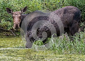 Female Moose Wades into Algae Covered Bog