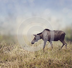 Female Moose Walking