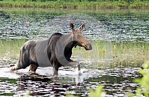 Female moose walks through the swamp