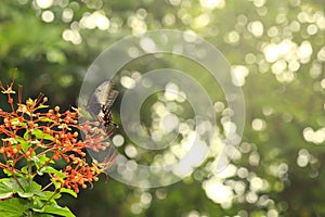 Female mormon butterfly sucking food from pagoda flower pollen photo