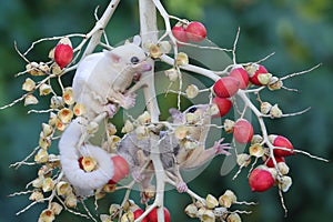 A female mosaic sugar glider and a male leucistic sugar glider are looking for food in a palm grove.