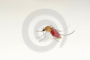 Female Mosquito, Anopheles gambiae closeup photo