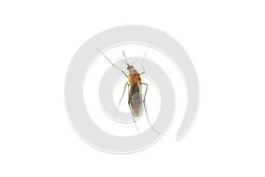 Female mosquito isolated on white background, top view