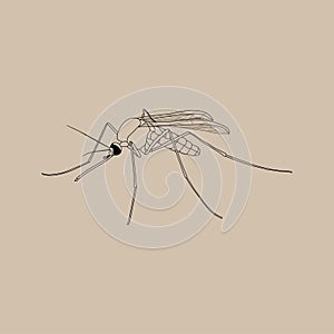 A female mosquito naturalistic illustration