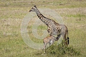 Female mother giraffe feeding baby giraffe in Masai Mara Kenya