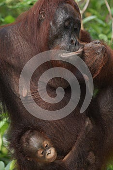 Female Mother Orangutan and her baby