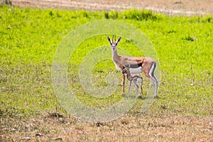 Female mother of Thomson`s gazelle with baby