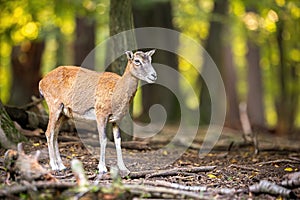 Female mouflon observing in forest in autumn nature.