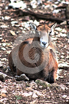 Female mouflon sheep laying on the ground