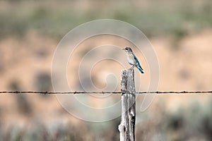 Female Mountain Bluebird on a fence post in spring