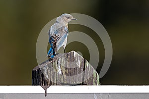 Female Mountain Bluebird Sialia currucoides