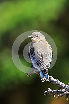 Female mountain bluebird sitting on a stick