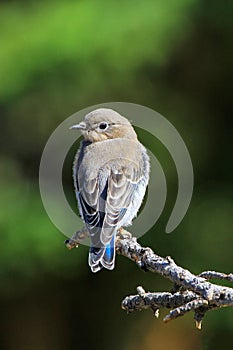 Female mountain bluebird sitting on a stick