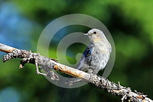 Female mountain bluebird sitting on a stick