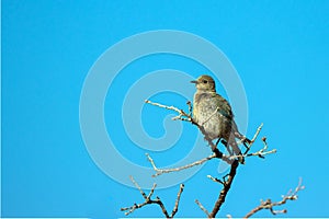 Female Mountain Bluebird in spring