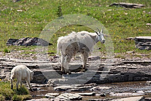 Female mountain goat with her young kid next to a shallow stream in an alpine meadow