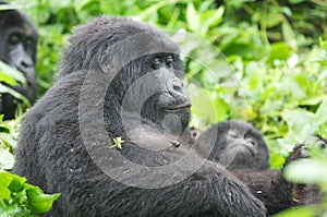 Female mountain gorilla photo