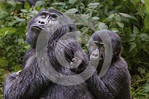 Female mountain gorilla with the baby on her back in Bwindi, Uganda, Africa