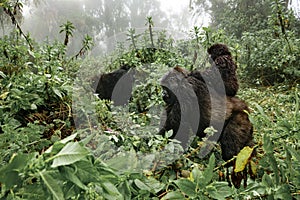 A female mountain gorilla with a baby in Rwanda