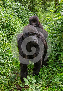 A female mountain gorilla with a baby. Uganda. Bwindi Impenetrable Forest National Park.