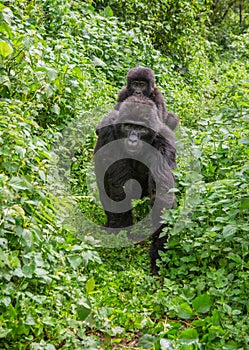 A female mountain gorilla with a baby. Uganda. Bwindi Impenetrable Forest National Park.