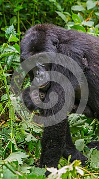 A female mountain gorilla with a baby. Uganda. Bwindi Impenetrable Forest National Park.