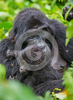 A female mountain gorilla with a baby. Uganda. Bwindi Impenetrable Forest National Park.