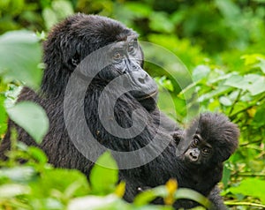 A female mountain gorilla with a baby. Uganda. Bwindi Impenetrable Forest National Park.