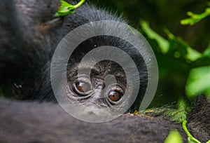 A female mountain gorilla with a baby. Uganda. Bwindi Impenetrable Forest National Park.