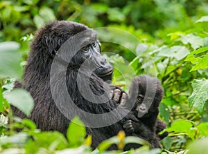 A female mountain gorilla with a baby. Uganda. Bwindi Impenetrable Forest National Park.