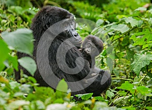 A female mountain gorilla with a baby. Uganda. Bwindi Impenetrable Forest National Park.