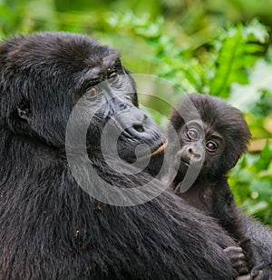 A female mountain gorilla with a baby. Uganda. Bwindi Impenetrable Forest National Park.