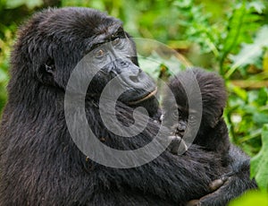 A female mountain gorilla with a baby. Uganda. Bwindi Impenetrable Forest National Park.