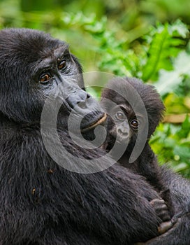 A female mountain gorilla with a baby. Uganda. Bwindi Impenetrable Forest National Park.