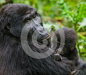 A female mountain gorilla with a baby. Uganda. Bwindi Impenetrable Forest National Park.